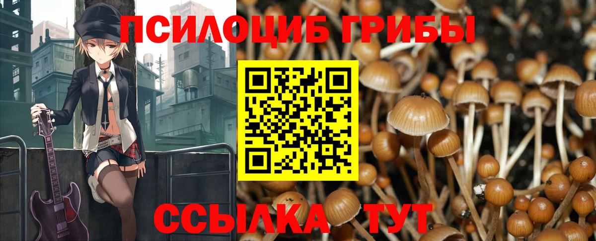 Псилоцибиновые грибы Psilocybe Барнаул